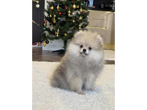 Orange Üst Düzey Erkek Pomeranian Boo
