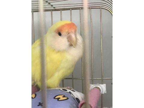 5-6 Aylık Sevda Papağanı Bobo