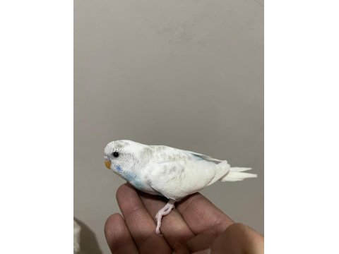 Ele Alışkın 30 Günlük Muhabbet Kuşu