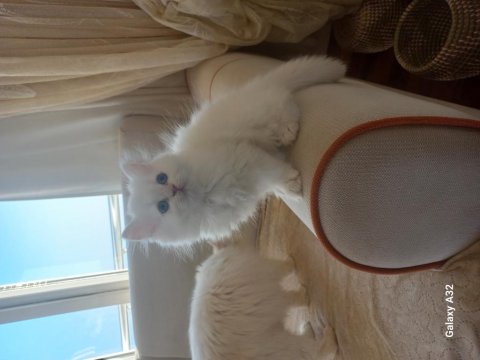 Pamuk Chinchilla Bebek Kediler