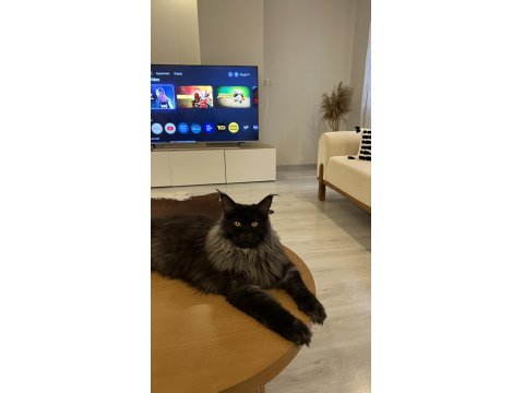 Koleksiyonluk Dev Maine Coon Black Smoke Yavrular