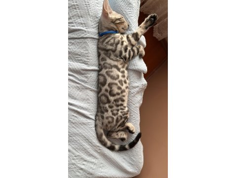 Orijinal Bengal Kediler