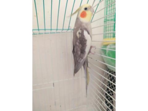 Konuşan Erkek Sultan Papağanı