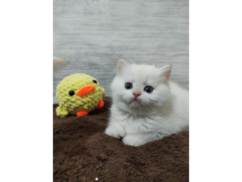 British Shorthair Pamuk Şekerlerim