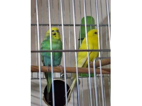 Rainbow Ve Lutino Takım Muhabbet Kuşu