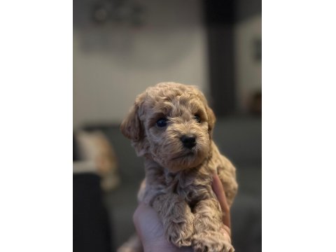 Toy Poodle Yavrusu Köpekler