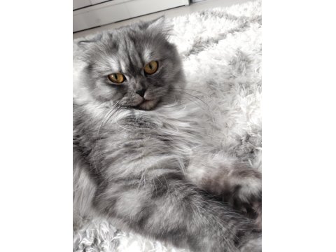 Muhteşem Güzellikte Ns11 Silver British Longhair Dişi