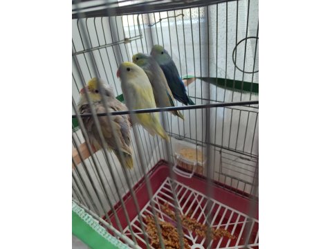 Turkuaz Forpus Papağanı Bebekler