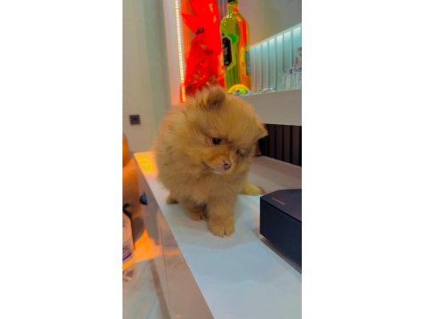 Şeker Pomeranian Bebeklerimiz