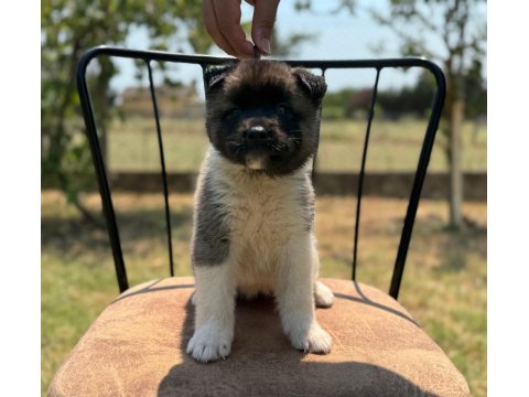 Safkan & Belgeli American Akita Yavruları