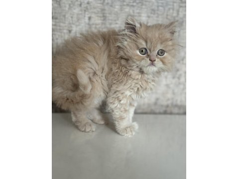 British Longhair Golden Kedimiz