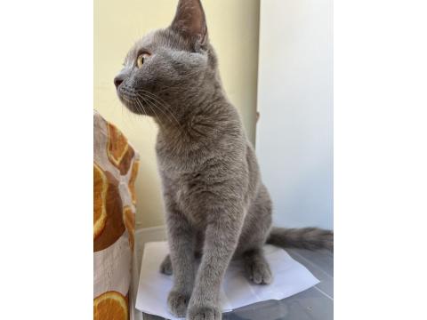 British Shorthair Lilac Yavru 4 Aylık