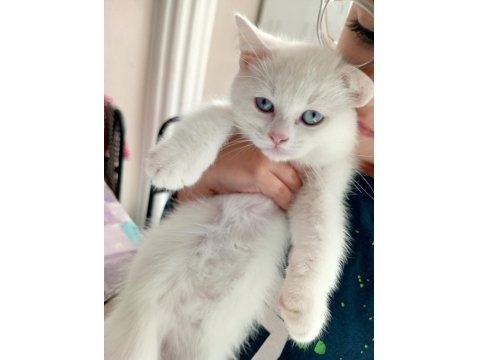 2 Aylık Erkek British Shorthair