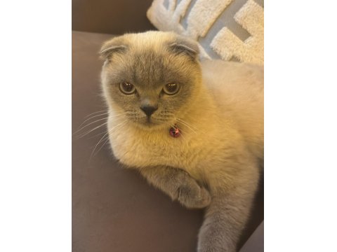 Kedimiz Miya İçin Yuva Arıyoruz