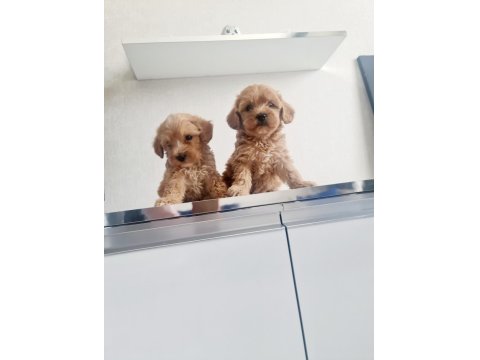 Teslime Hazır Tuvalet Eğitimli Maltipoo Minnaklarım