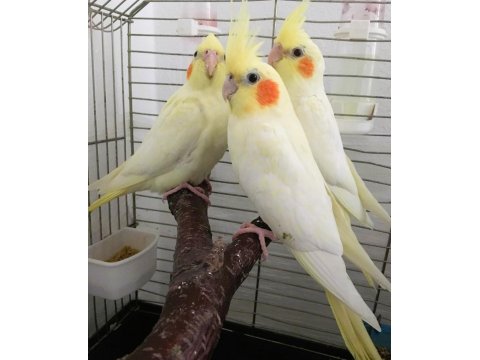 35 Günlük Yavru El Besleme Bebek Sultan Papağanlar