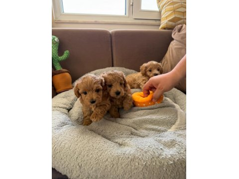 Teacup Kore Maltipoo Hipoalerjenik Yavrularımız