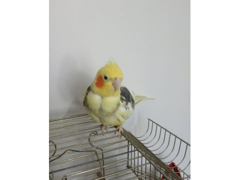 Sağlıklı Erkek/Dişi Sultan Papağanı