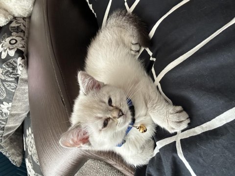 3 Aylık British Shorthair