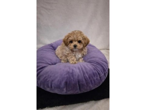 Mükemmel Maltipoo Köpeği Yavruları