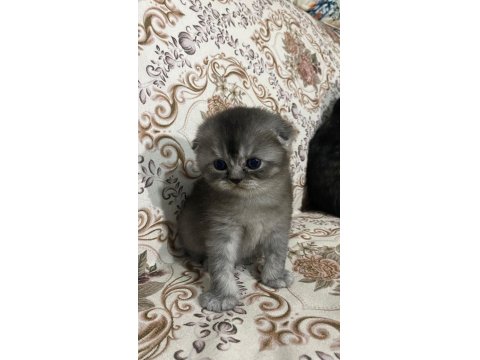 Dünya Tatlısı Yavru Kediler