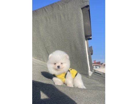 Ayı Surat Pomeranian Boo Yavrular