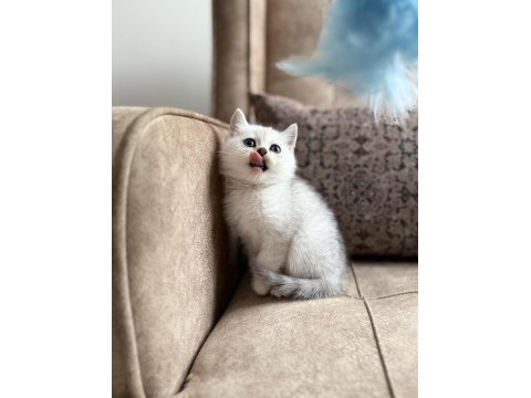 Avrupa Standartlarında British Shorthair Yavrular - Premium Üretim