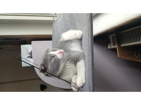 2 Aylık Scottish Fold Dişi Acil