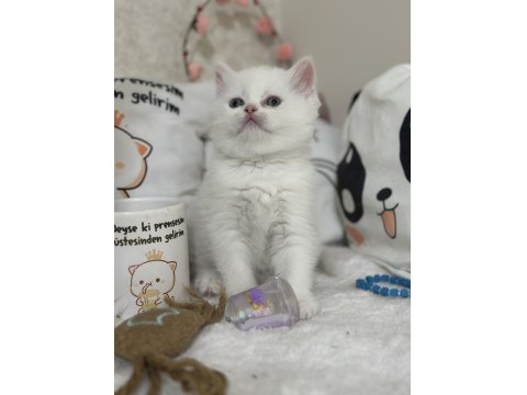 Kar Gibi British Shorthair