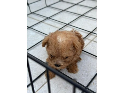 Sevimli Maltipoo Yavrularımız Yeni Ailelerini Bekliyor