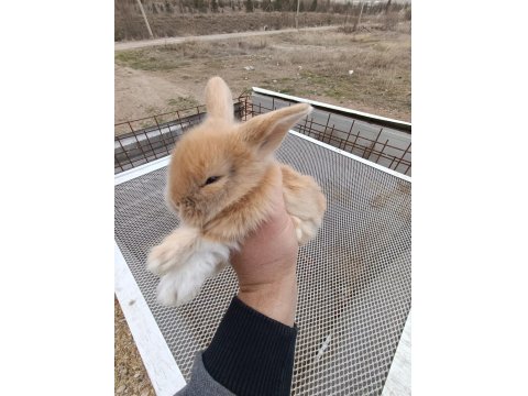 Her Renk Hollanda Lop Tavşanları