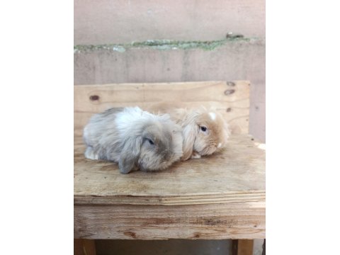 3 Aylık Hollanda Teddy Lop Takım Tavşanlar