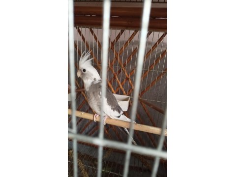 Yavru Sultan Papağanı