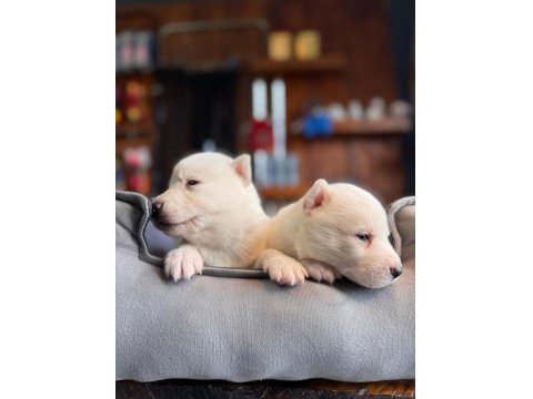 Burkem Ailesinden Maskeli Mavi Boncuk Husky