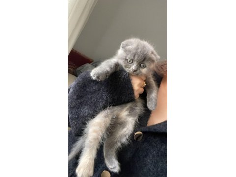 Dünya Tatlısı Minnoş Kedimiz Evinizin Neşesi Olacak