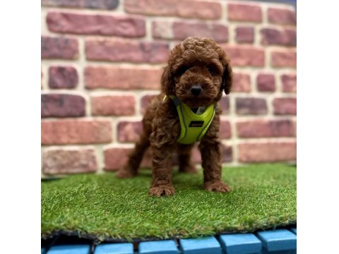 Safkan Toy Poodle Yavrular İçin Ulaşın