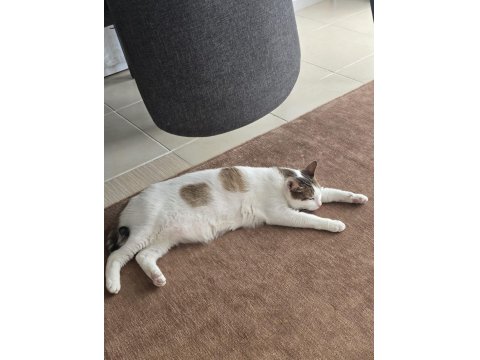 Kedimiz Karamelimize Acil Yuva Arıyoruz