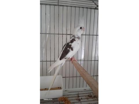 Yavru Sultan Papağanı