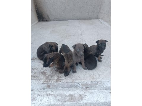 Sağlam Kan Belçika Malinois Yavruları