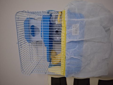 Kafesinde Birlikte Hamster