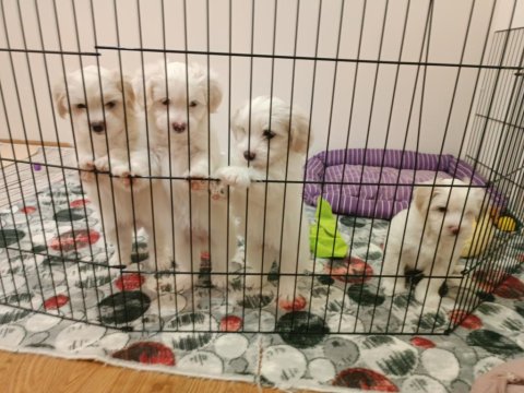 Oldukça Sevimli Orijinal Maltese Bebeklerimiz