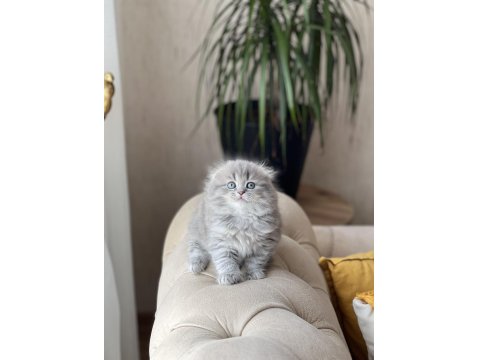 Ayı Surat Scottish Fold Longhair Yavrum