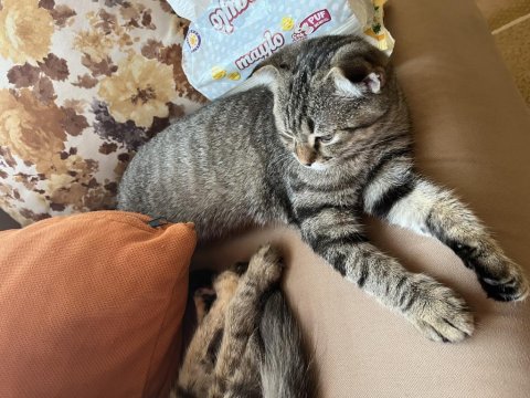 Çok Sevdiğim Kedime Acil Yuva Arıyorum