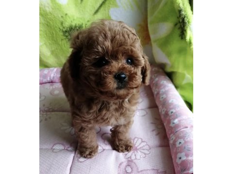 Toy Poodle Kore Mini Yavru Köpeklerimiz