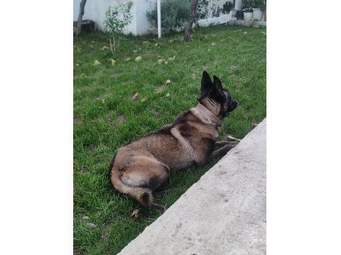 Alan Koruma Belçika Malinois
