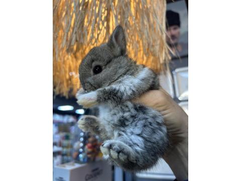 Sevimli Cüce Tavşan Yavrularımız