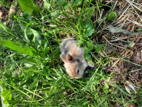 Kaliforniya Damalı Tavşan