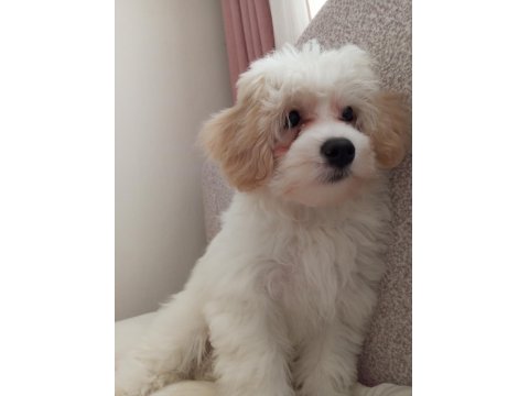 Köpeğimiz İçin Acil İlan