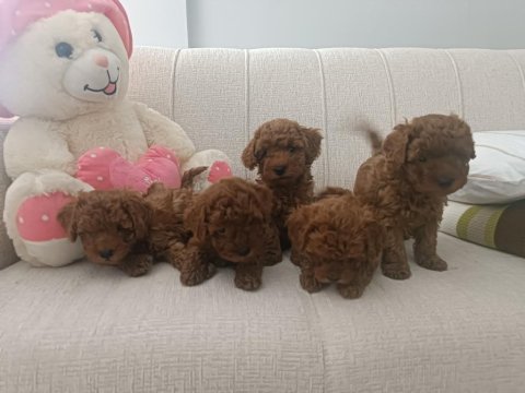 Sizin De Böyle Oyuncu Sağlıklı Poodle Dostunuz Olsun