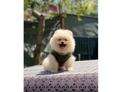 Pomeranian Boo 2.5 Aylık Dişi Veya Erkek